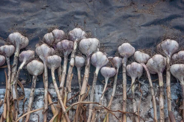 Many Purple Garlic Dries Harvesting Garlic Summer Harvest Bio Food — Φωτογραφία Αρχείου