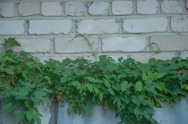 Bright Green Leaves Wild Grapes Close Climbing Brick Wall — стоковое фото