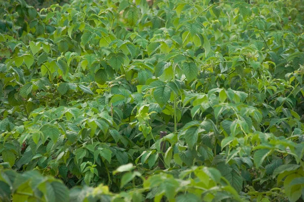 Green Raspberry Bushes Berries Leaves Raspberry Bushes Background — Stockfoto