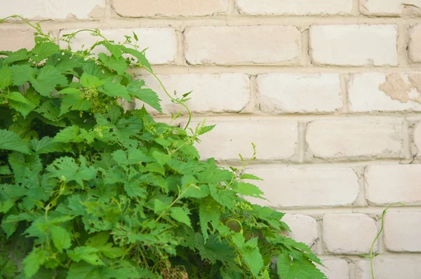 Bright Green Leaves Wild Grapes Close Climbing Brick Wall — Foto de Stock