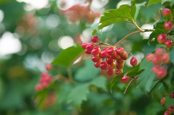 아름다운 Viburnum Vulgaris 구엘은 야외에서 열매와 장미로 길렀다 정원에 나뭇가지에 — 스톡 사진