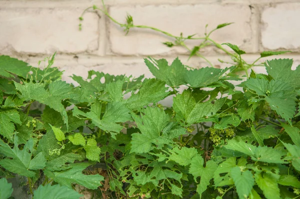 Bright Green Leaves Wild Grapes Close Climbing Brick Wall — Stockfoto
