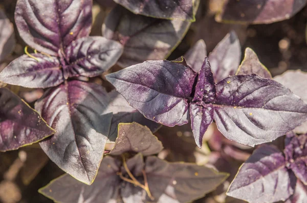 Basil on the garden bed. A young purple basil bush grows outside in the garden. spicy herbs. Crop and vegetable growing. Healthy vegetables, spices. close-up