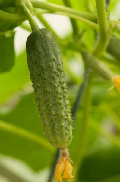 Young Plants Blooming Cucumbers Yellow Flowers Close Background Green Leaves — стоковое фото