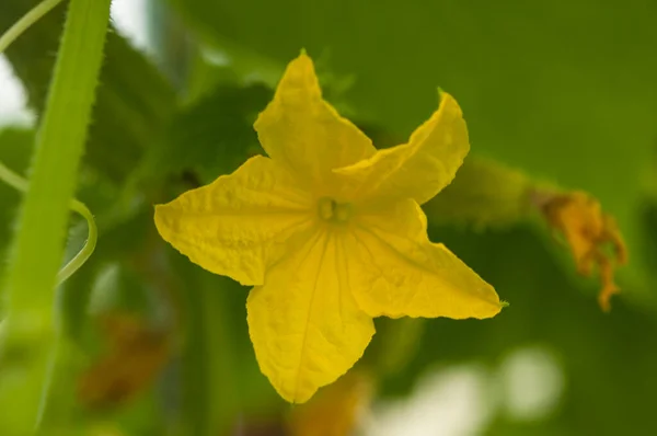 Young Plants Blooming Cucumbers Yellow Flowers Close Background Green Leaves — Stockfoto