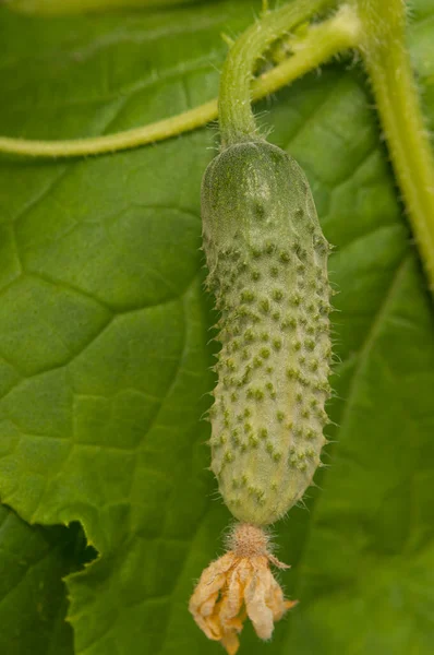 Young Plants Blooming Cucumbers Yellow Flowers Close Background Green Leaves — Stock fotografie