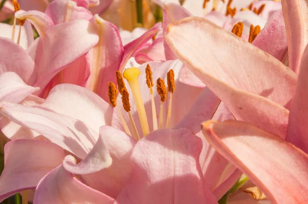 Flowering Day Lily Flowers Hemerocallis Flower Closeup Sunny Day Beauty — Fotografia de Stock