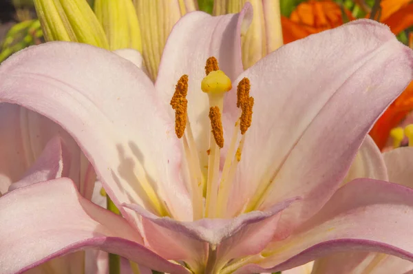 Flowering Day Lily Flowers Hemerocallis Flower Closeup Sunny Day Beauty — Photo