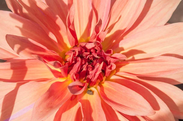 Macro Pink Dahlia Flower Beautiful Pink Daisy Flower Pink Petals — Φωτογραφία Αρχείου