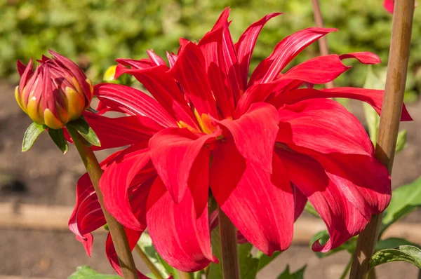 Macro Red Dahlia Flower Beautiful Red Daisy Flower Pink Petals — Fotografia de Stock