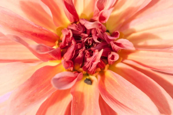 Macro Pink Dahlia Flower Beautiful Pink Daisy Flower Pink Petals — Stockfoto