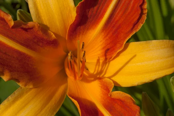 Flowering Day Lily Flowers Hemerocallis Flower Closeup Sunny Day Beauty — Fotografia de Stock