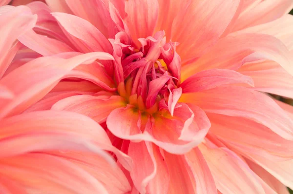 Macro of pink dahlia flower. Beautiful pink daisy flower with pink petals. Chrysanthemum with vibrant petals. Floral close up. Pink aesthetic. Floral pattern. Autumn garden. Romance card, layout.