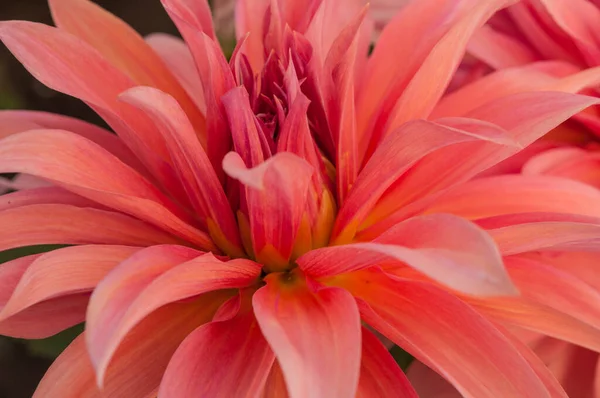 Macro of pink dahlia flower. Beautiful pink daisy flower with pink petals. Chrysanthemum with vibrant petals. Floral close up. Pink aesthetic. Floral pattern. Autumn garden. Romance card, layout.