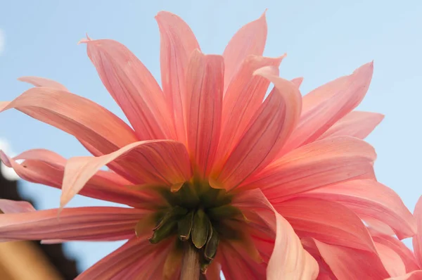 Macro of pink dahlia flower. Beautiful pink daisy flower with pink petals. Chrysanthemum with vibrant petals. Floral close up. Pink aesthetic. Floral pattern. Autumn garden. Romance card, layout.