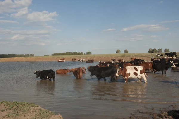 Thirsty Cows Drinking Water Watering Hole Water Supply Domestic Animals — Stock Photo, Image