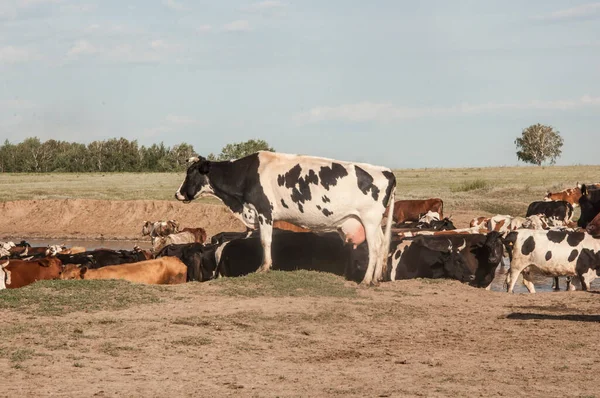 Vacas Sedentas Bebendo Água Buraco Rega Abastecimento Água Para Animais — Fotografia de Stock