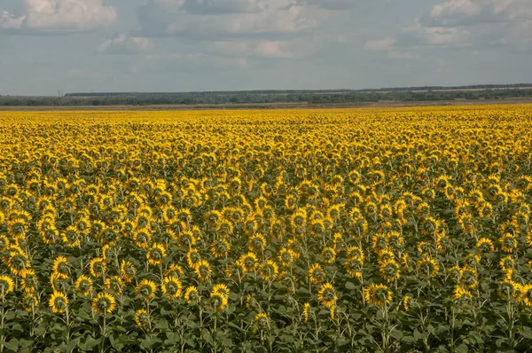 Back Side Sunflower Heads Field Blue Sky Farming Countryside Concept — Foto Stock