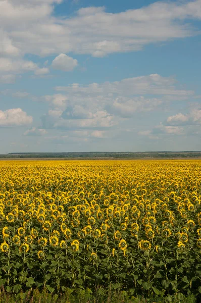 Back Side Sunflower Heads Field Blue Sky Farming Countryside Concept — Foto Stock