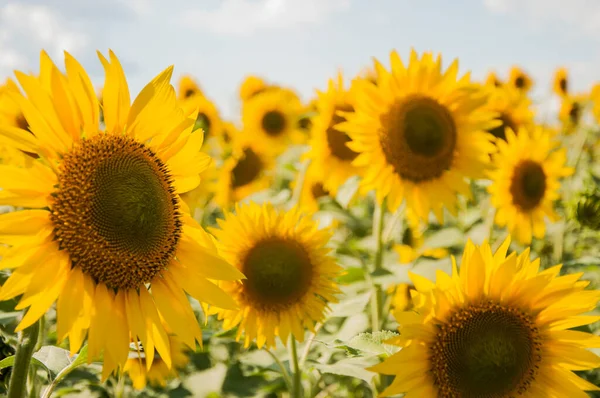 Sunflowers Growing Big Field Wonderful View Field Sunflowers Summertime Long — Stockfoto