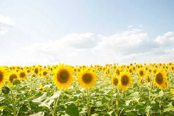 Sunflowers Growing Big Field Wonderful View Field Sunflowers Summertime Long — Foto Stock
