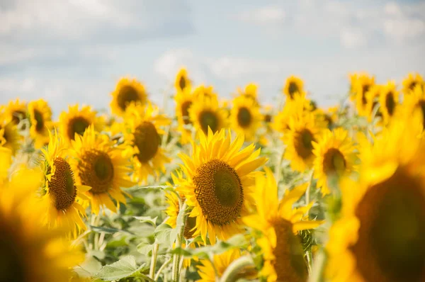 Sunflowers Growing Big Field Wonderful View Field Sunflowers Summertime Long — Fotografia de Stock