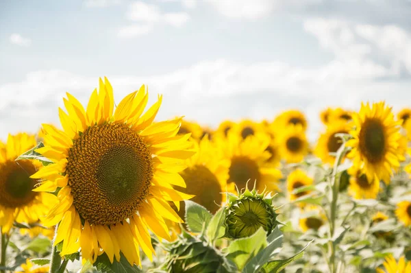 Sunflowers Growing Big Field Wonderful View Field Sunflowers Summertime Long — Fotografia de Stock