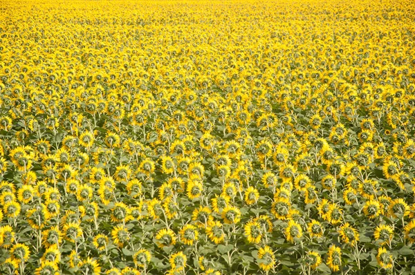 Back Side Sunflower Heads Field Blue Sky Farming Countryside Concept — Foto Stock