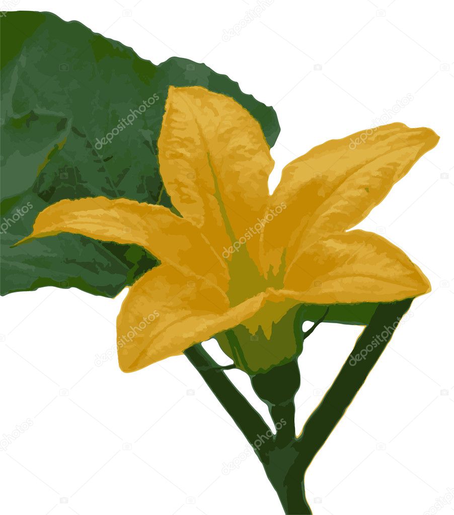 Squash bloom with green leave isolated