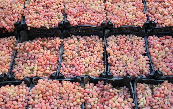 Boxes of Organic Grapes — Stock Photo, Image