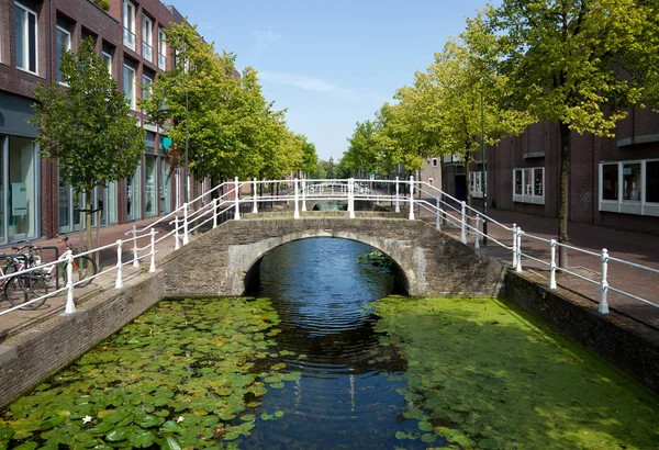Lotus Covered Canal in the Netherlands with Pedestrian Bridge — Stock Photo, Image
