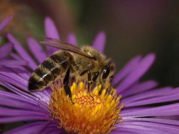 Бджола на темно-синій квітці Стокова Картинка