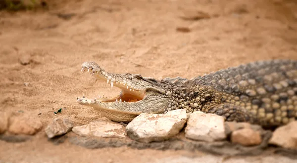 Portrait of crocodile — Stock Photo, Image
