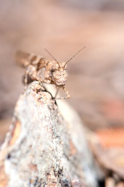 Retrato vertical de saltamontes — Foto de Stock