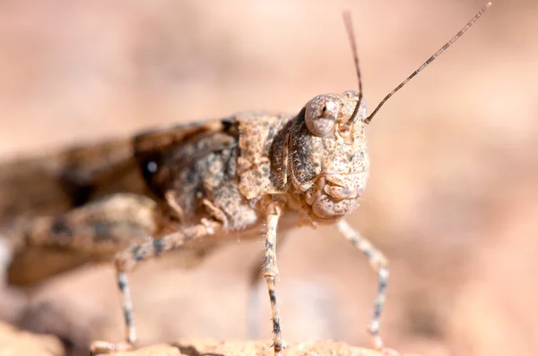 Gräshoppa porträtt — Stockfoto