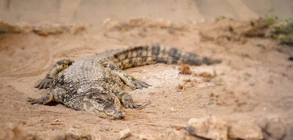 Dangerous crocodile — Stock Photo, Image