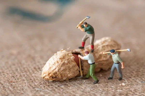 Gruppo di boscaioli che cercano di aprire una nocciolina — Foto Stock