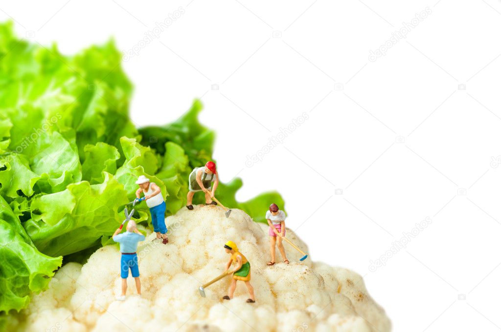 Farmers harvesting giant cauliflower