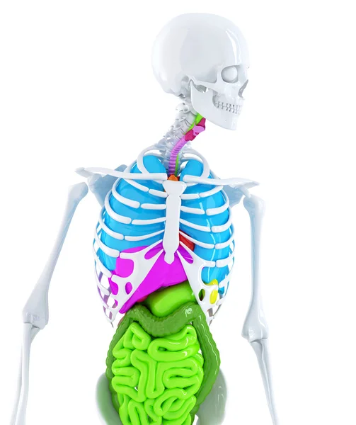 Skelett mit Organen — Stockfoto