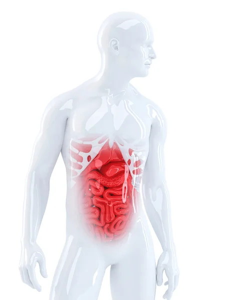 Internal organs — Stock Photo, Image