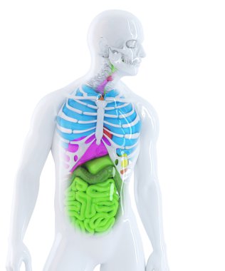 İnsan Anatomisi
