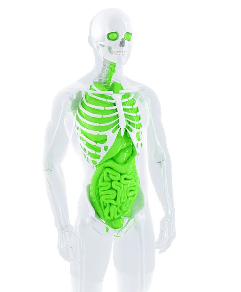 Male anatomy — Stock Photo, Image