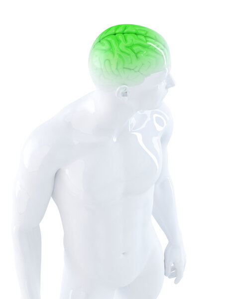 Человеческий мозг
