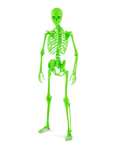 Мужской скелет человека — стоковое фото