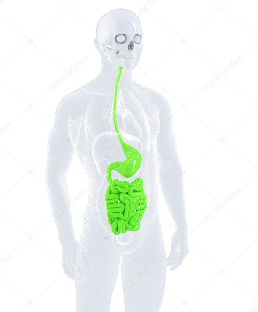 Male digestive system