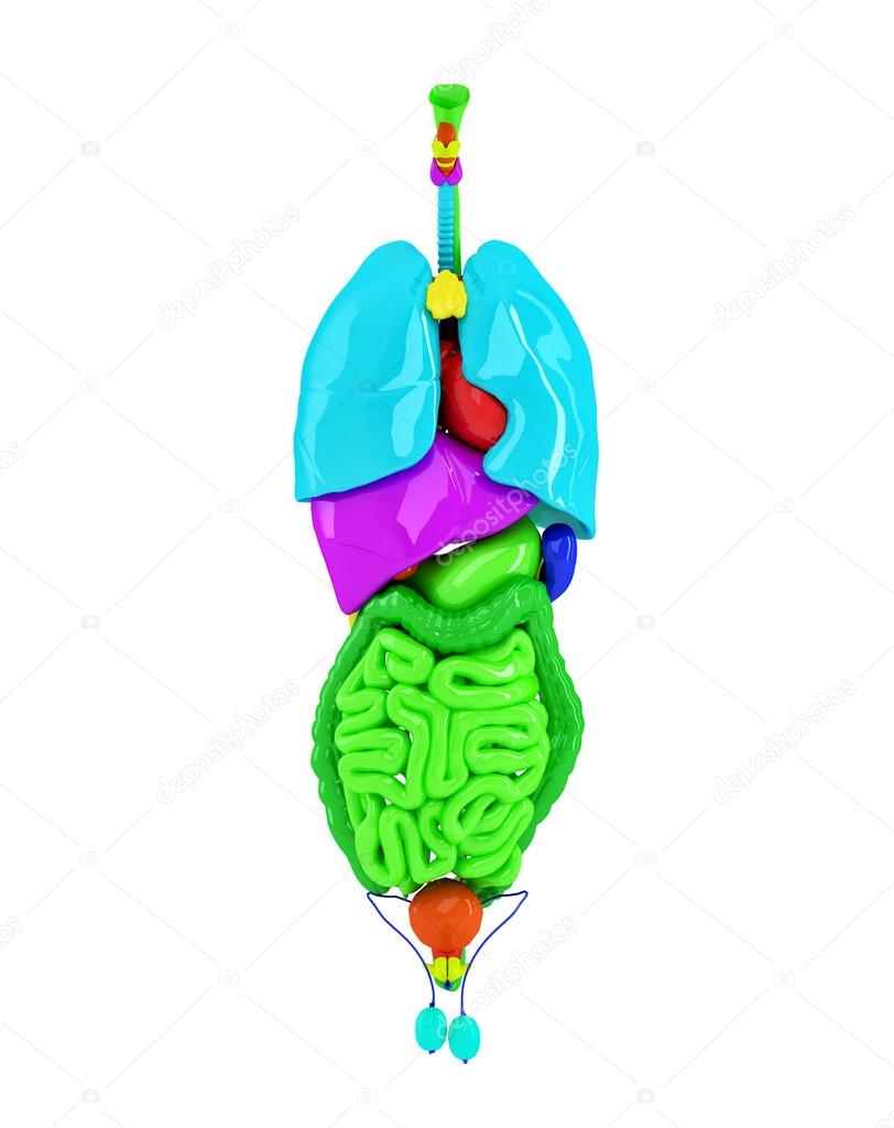 Colored human organs