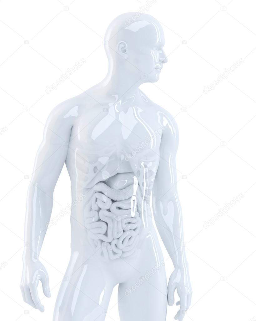 Human body with internal organs.