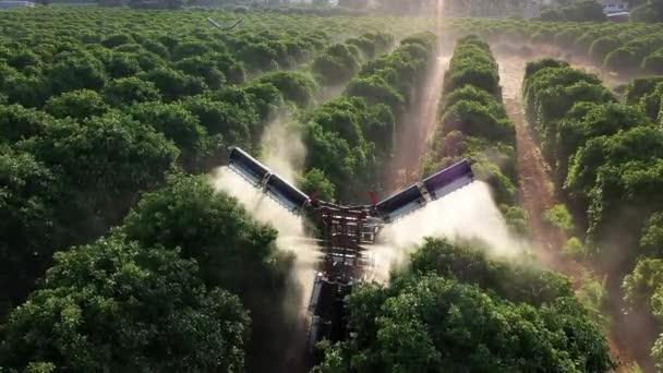Tractorsproeiapparaat Voor Insecticide Fungicide Sinaasappelbomen — Stockvideo