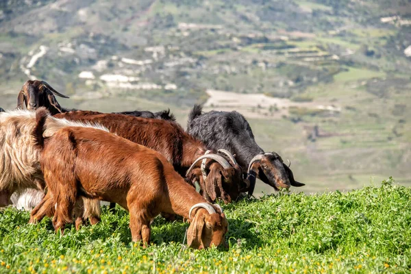 Flock Goat Grazing Pasture Foothills Paphos District Cyprus — Stock Photo, Image
