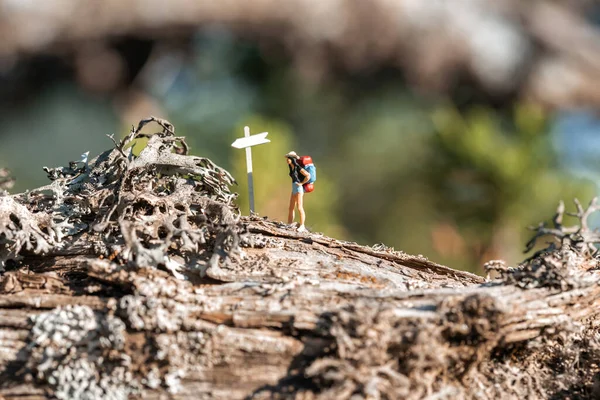 Viaggiatore Donna Con Zaino Piedi Tra Gli Alberi Nella Foresta — Foto Stock